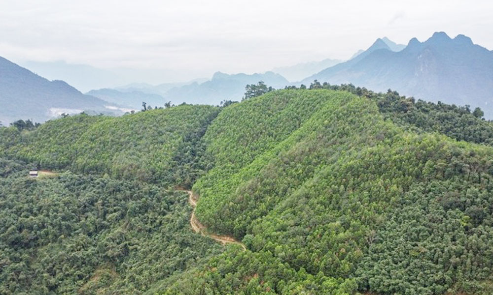 Vietnam to receive additional 5 million USD from carbon credit transfer